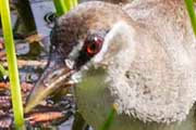 White-browed Crake (Amaurornis cinerea)